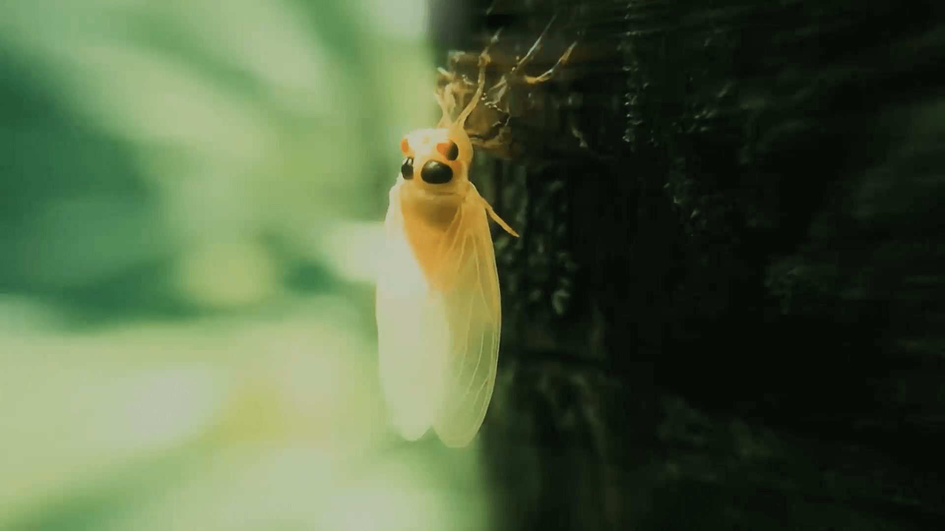 Порно фильмдер көрді Жігіт апасын трахает (интернеттен порно көру)