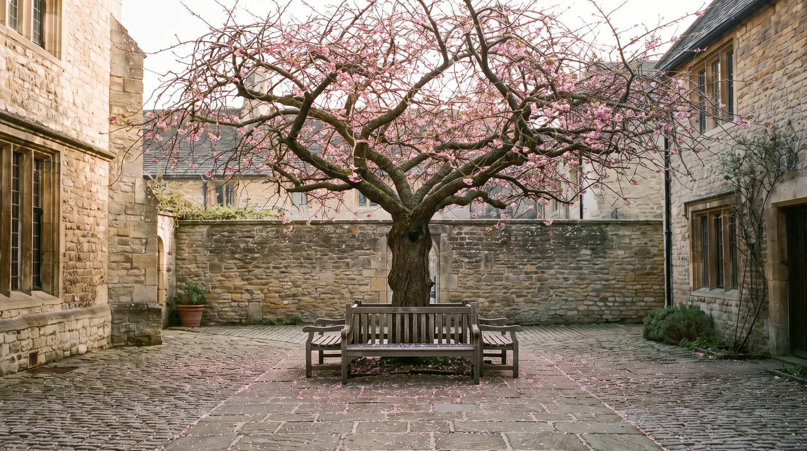 The same courtyard in spring, the cherry tree in pink blossom and fallen petals on the bench and paving stones.
